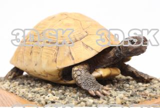 turtle 0011